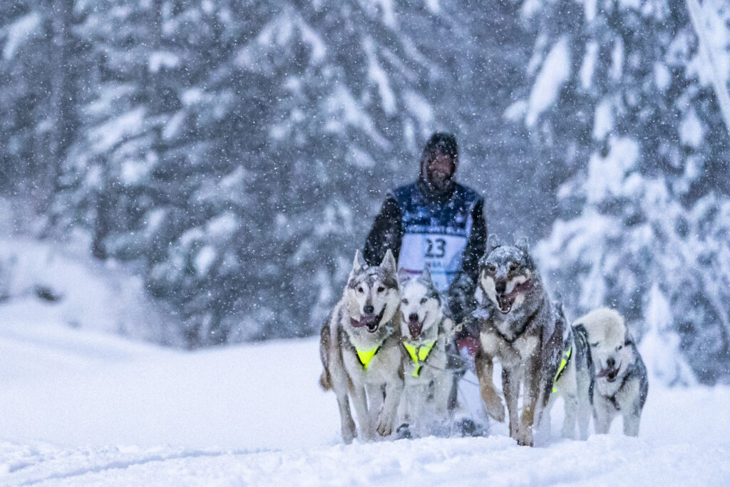 Chien de traineau, notre musher et sa meute en compétion